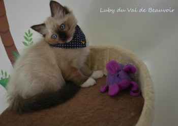 femelle seal point-mitted  - Chatterie Ragdolls du Val de Beauvoir